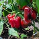 image 3 of Carbeth Plants 6 x Bell Pepper Bellboy Vegetable Plant - 9cm Pot - Easy Grow Kitchen Garden