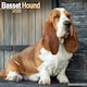 image 1 of Basset Hound 2026 Calendar | Square Wall Calendar | Dog Breed Gift | Plastic Free Packaging | by Avonside Publishing