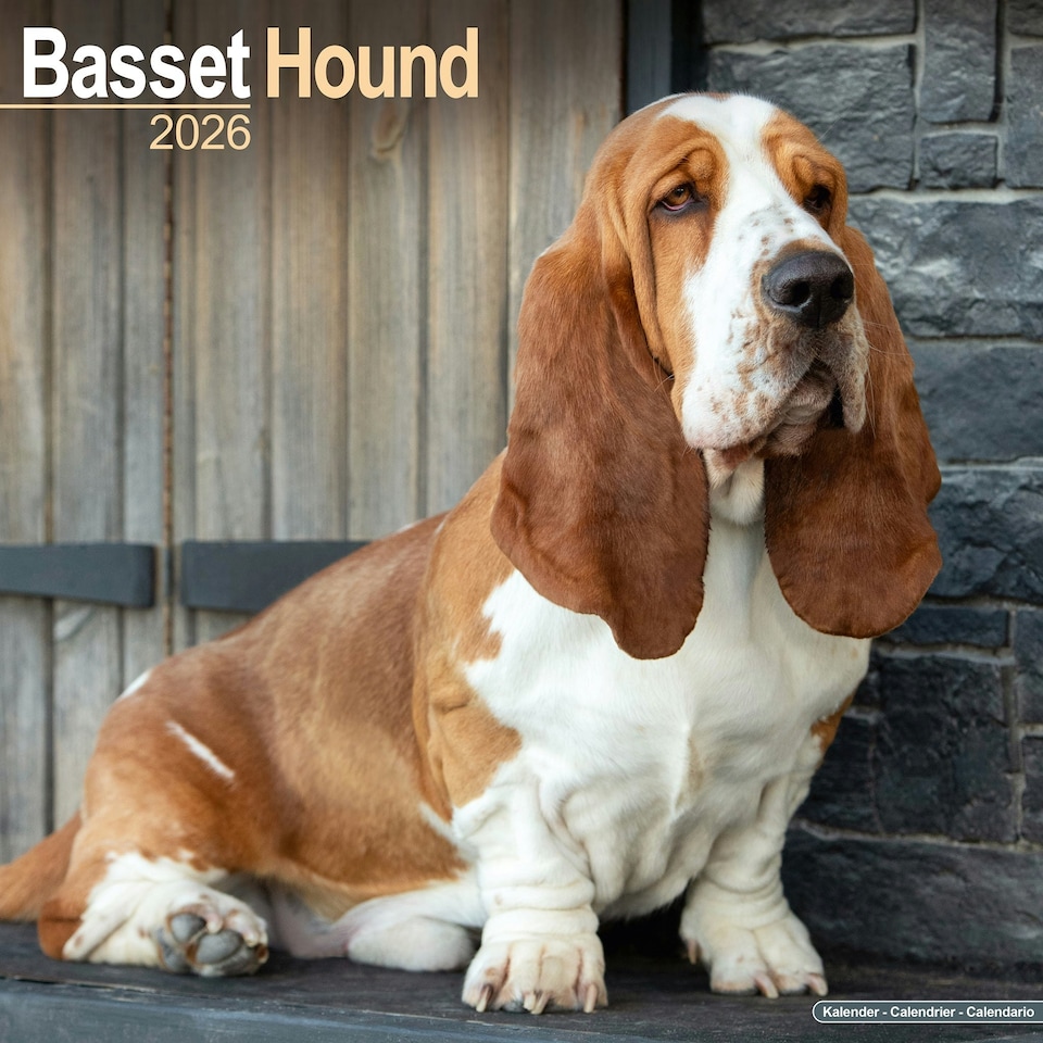 image 1 of Basset Hound 2026 Calendar | Square Wall Calendar | Dog Breed Gift | Plastic Free Packaging | by Avonside Publishing