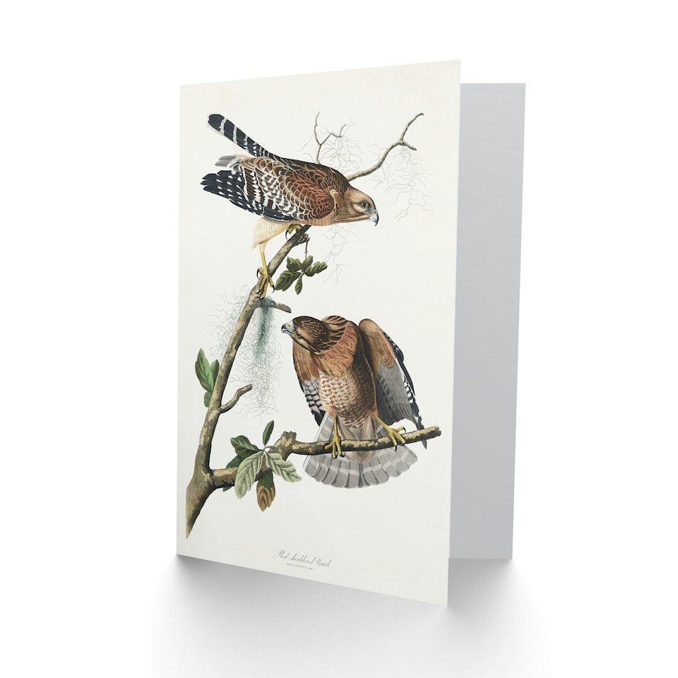 image 1 of John James Audubon Art Card Red Shouldered Hawk