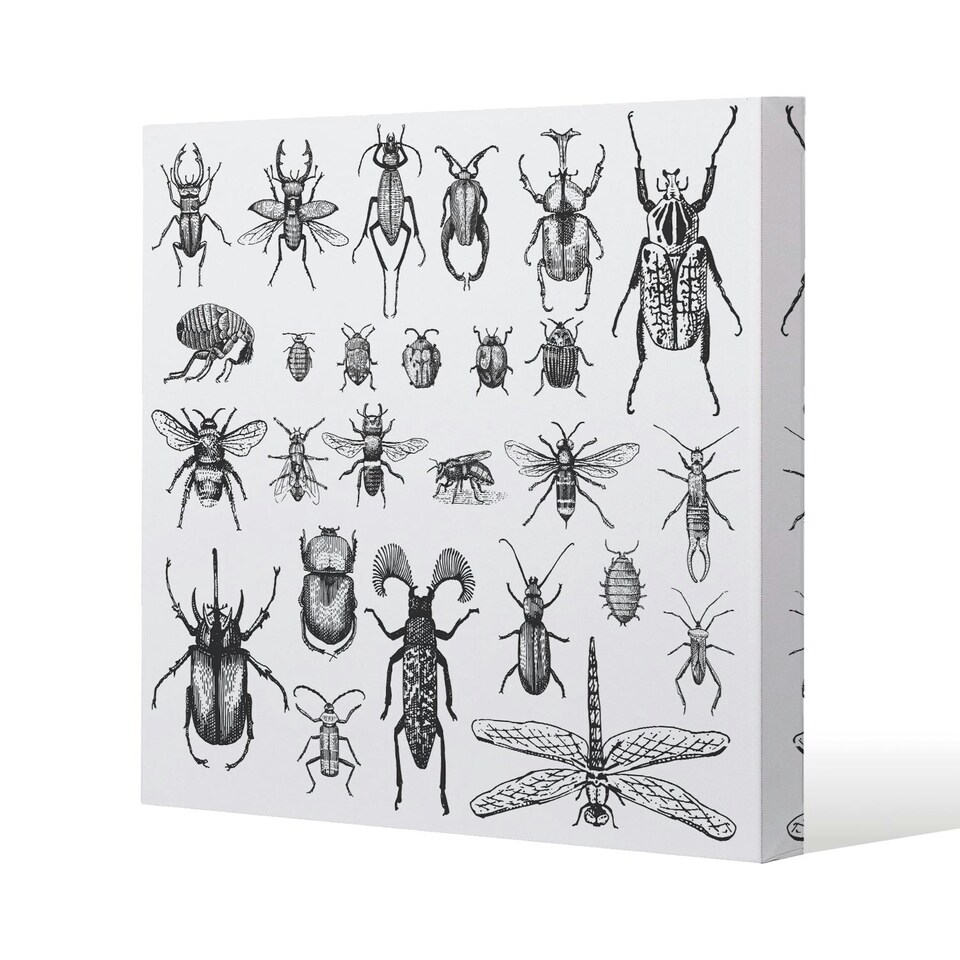 image 1 of fleas many species in vintage old hand drawn style (Canvas Print) 77 x 77 x 4cm