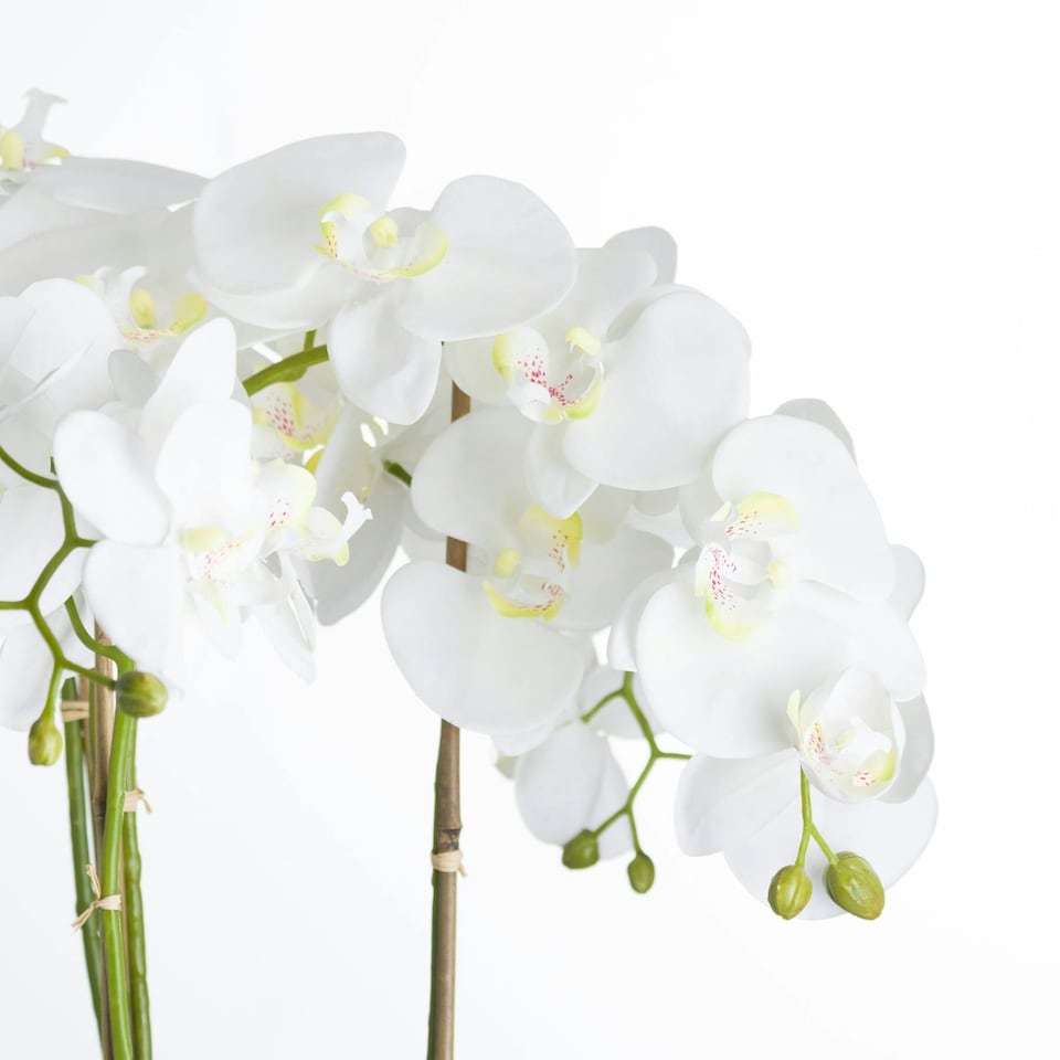 image 1 of Hill Interiors Orchid In Stone Pot - White - One Size
