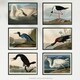 image 5 of Pack Of 6 Vintage Audubon Birds Heron Ibis Cormorant Animal Wall Art Prints 12X16 Inch