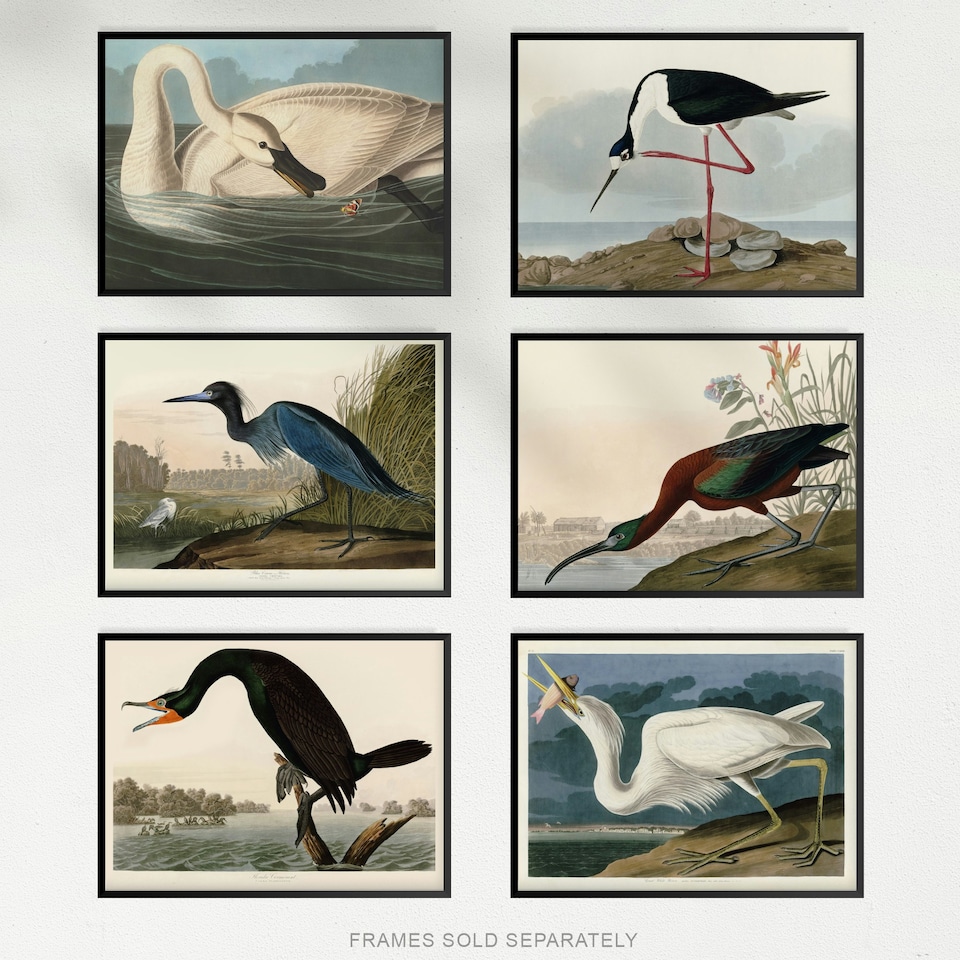 image 1 of Pack Of 6 Vintage Audubon Birds Heron Ibis Cormorant Animal Wall Art Prints 12X16 Inch