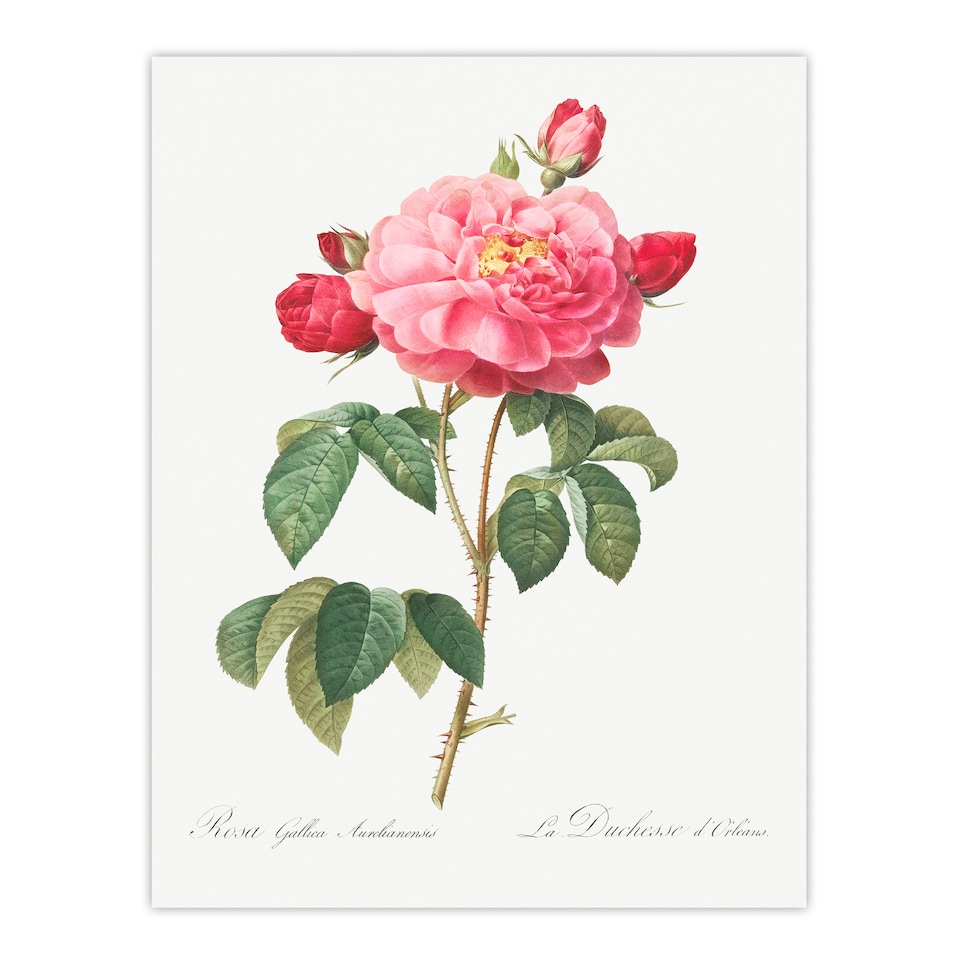 image 1 of Redoute Framed Wall Art French Rose Vintage Botanical Illustration Home Décor