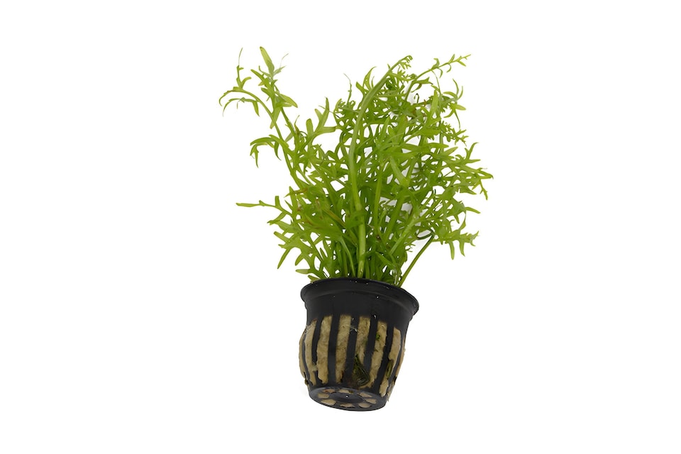 image 1 of Water Sprite (Ceratopteris thalictroides) - Live Aquarium Plant for Background Planting, Low Light - Fish Tank Plant