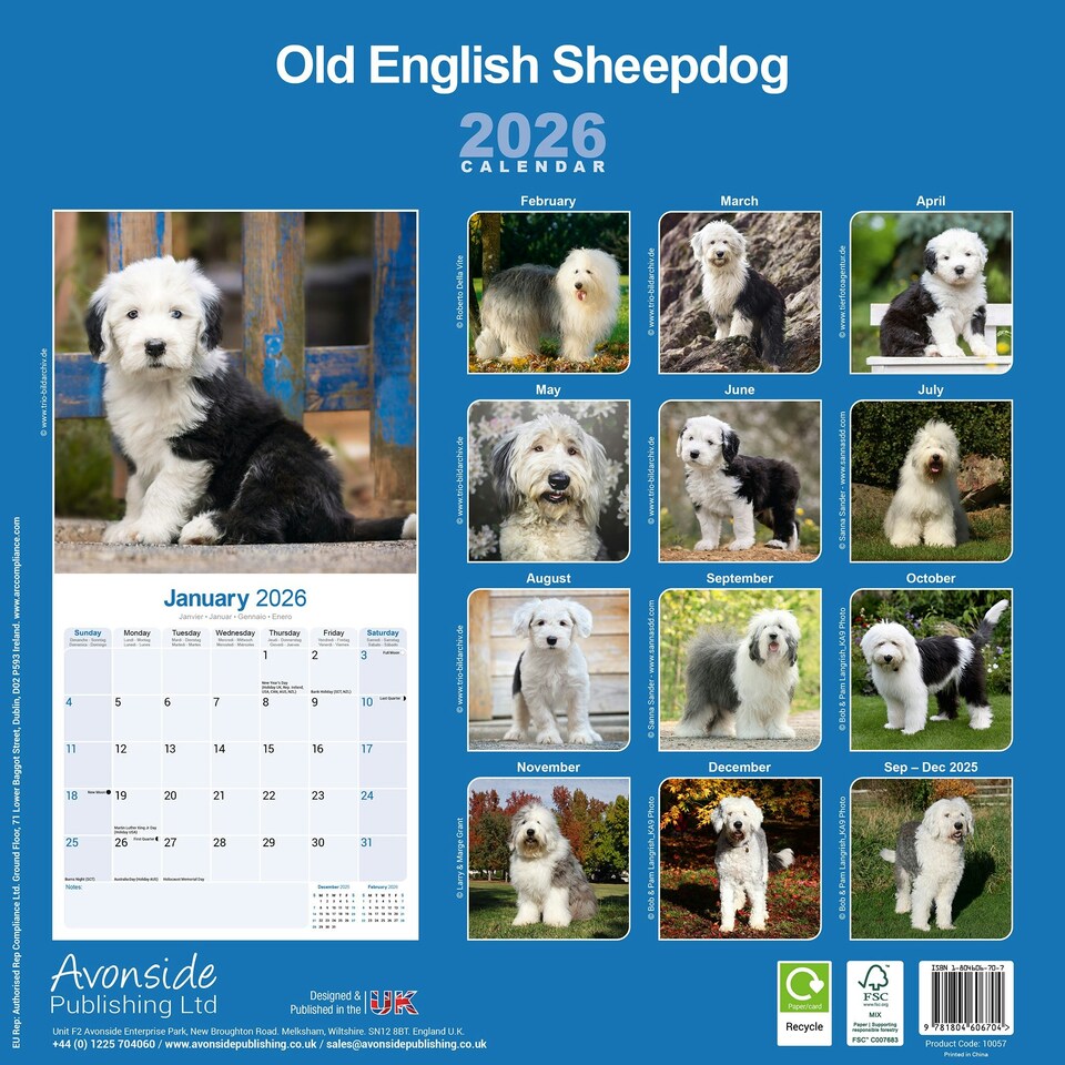 image 1 of Old English Sheepdog 2026 Calendar | Square Wall Calendar | Dog Breed Gift | Plastic Free Packaging | by Avonside Publishing
