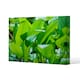 image 1 of Green leaf background abstract of nature (Canvas Print) 101 x 77 x 4cm