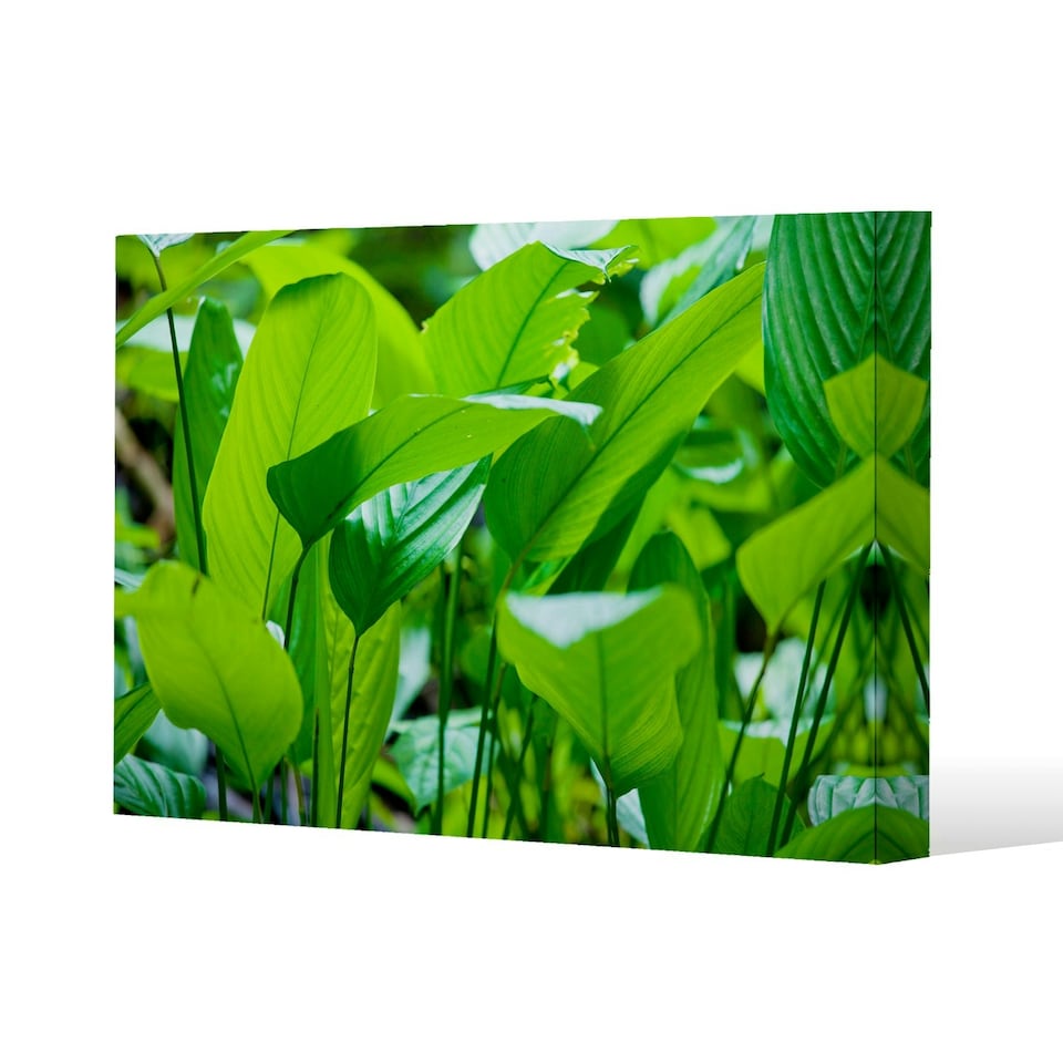 image 1 of Green leaf background abstract of nature (Canvas Print) 101 x 77 x 4cm
