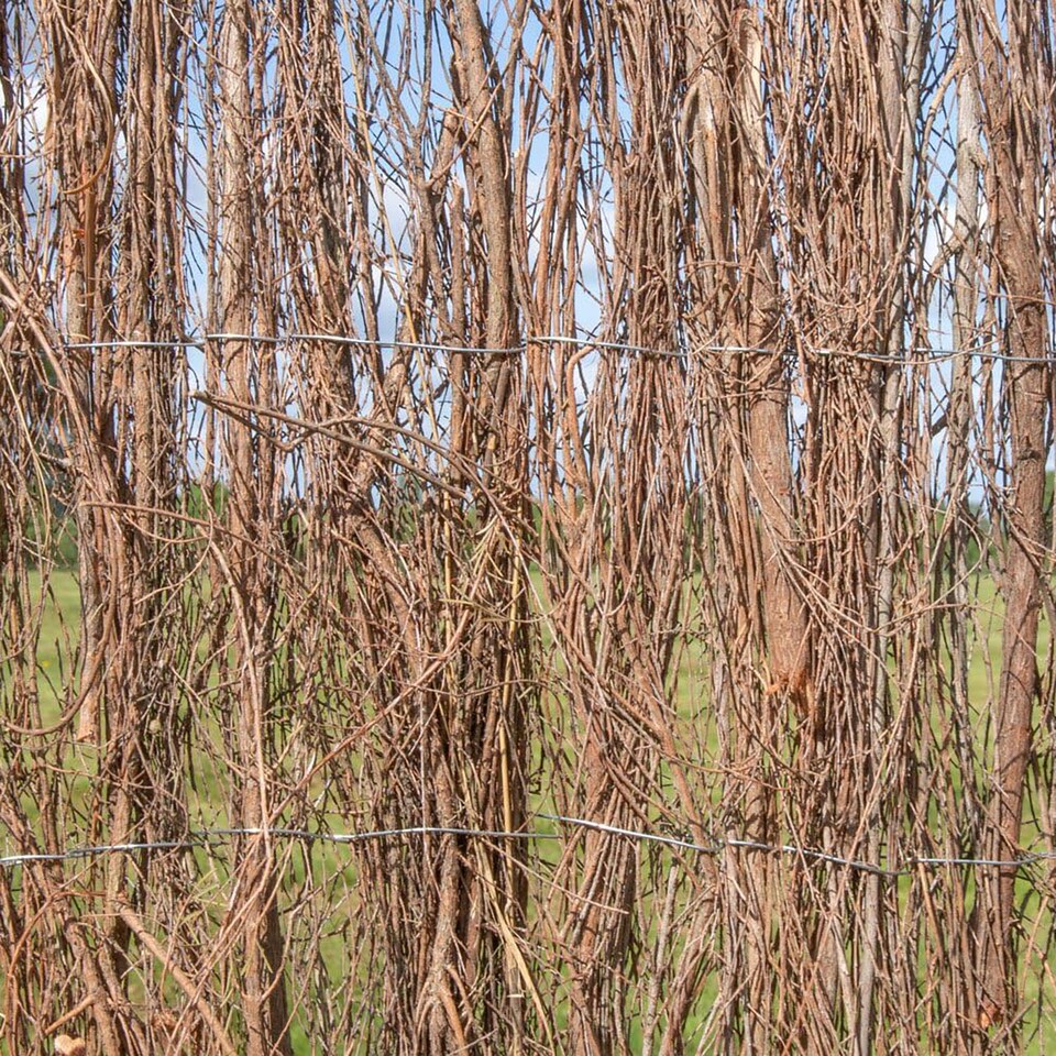 image 1 of Papillon Brushwood Heather Thatch Natural Garden Screening Roll 4m x 2m | Brown | Brown
