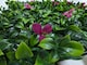 image 2 of Pack of 12 Best Artificial Laurel Leaf Pink Hedging 50cm x 50cm Mats (3 Square Metres) | Green | Pink | 1