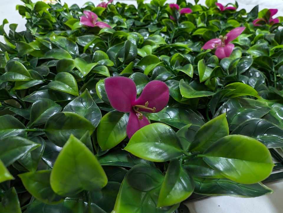 image 1 of Pack of 12 Best Artificial Laurel Leaf Pink Hedging 50cm x 50cm Mats (3 Square Metres) | Green | Pink | 1