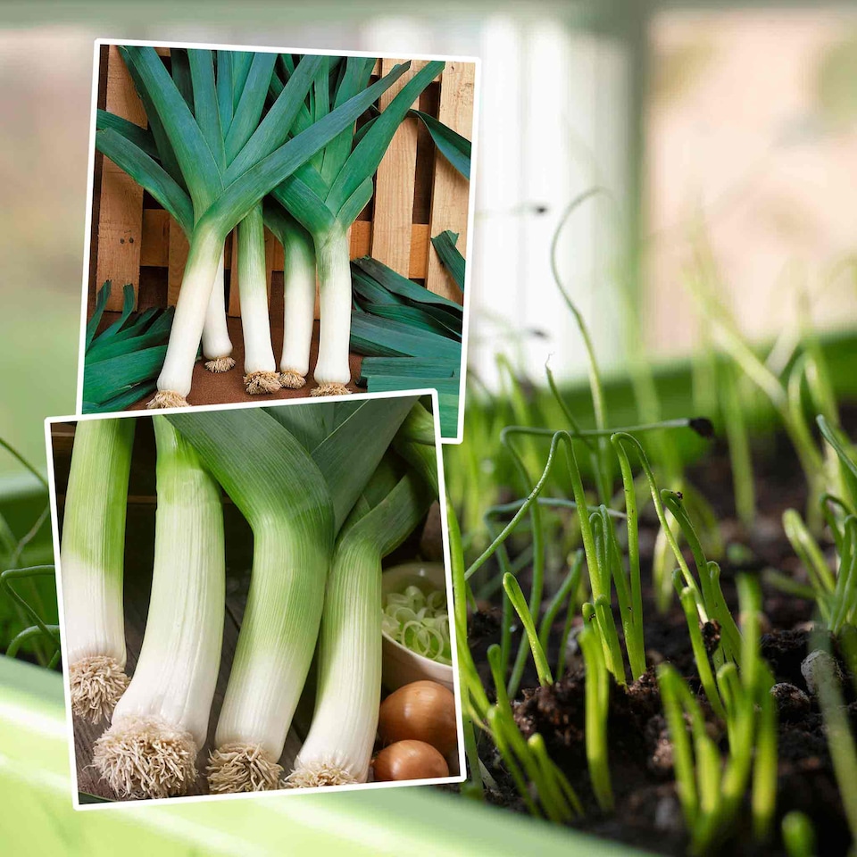 image 1 of Marshalls Garden Leek Seeds Early & Late Duo Pack