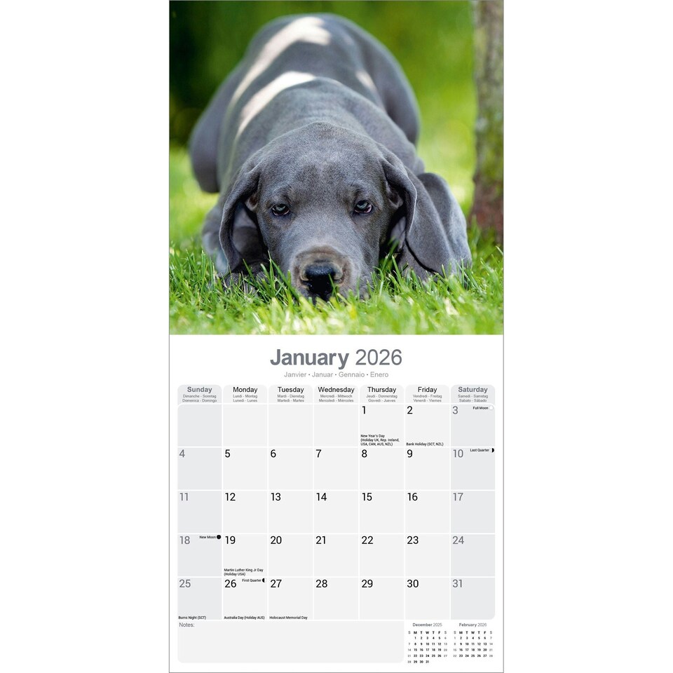 image 1 of Great Dane 2026 Calendar | Square Wall Calendar | Dog Breed Gift | Plastic Free Packaging | by Avonside Publishing