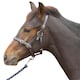 image 1 of Hy Leather Foal Head Collar - Black - Medium