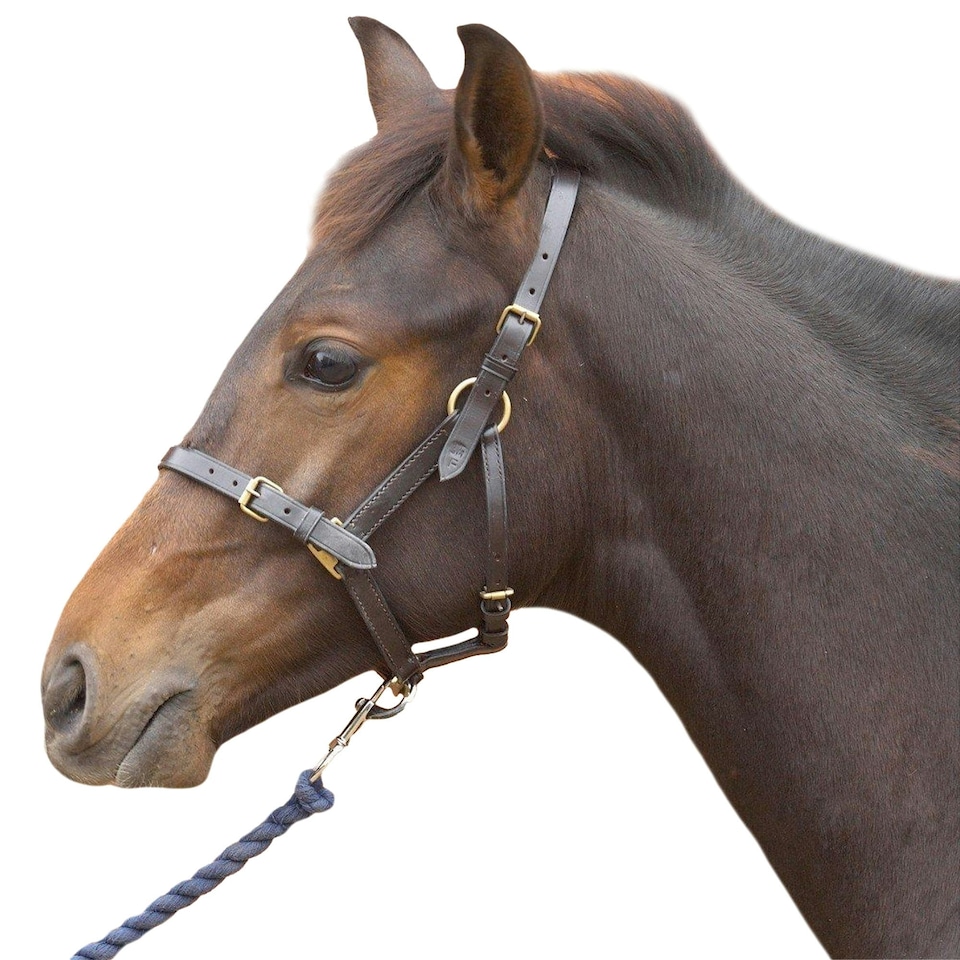 image 1 of Hy Leather Foal Head Collar - Black - Medium