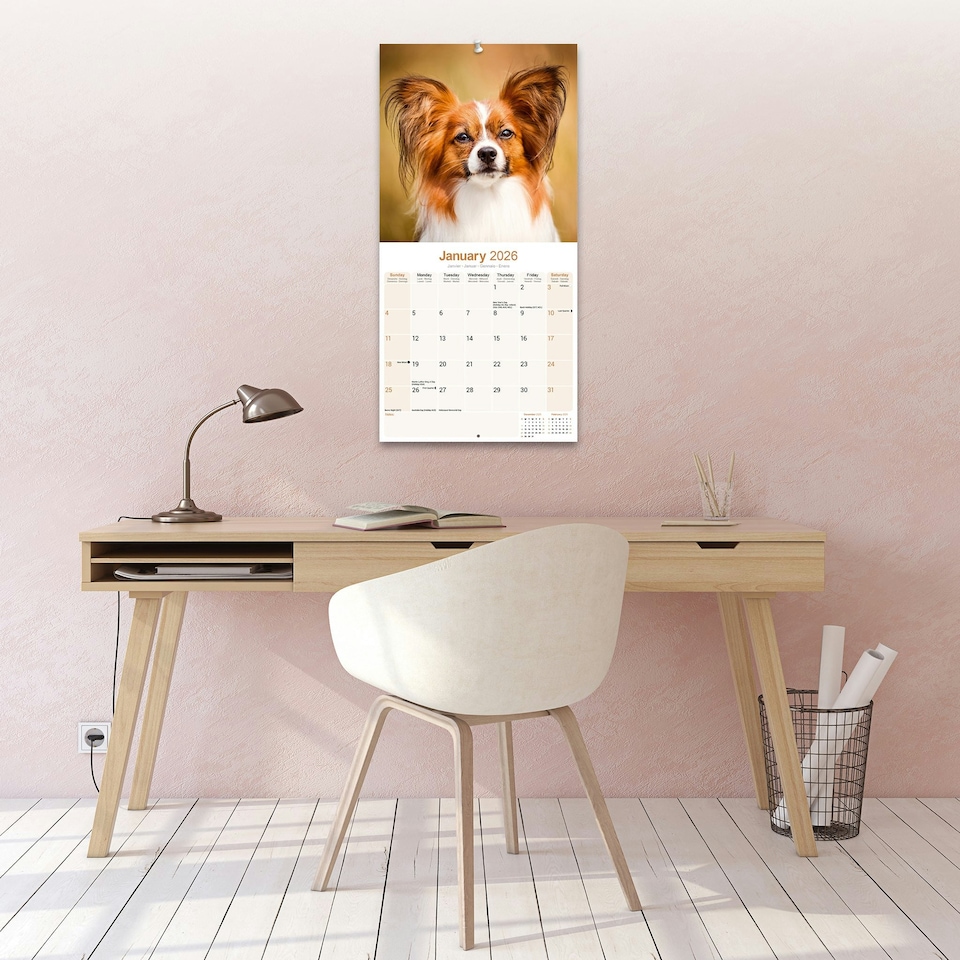 image 1 of Papillon 2026 Calendar | Square Wall Calendar | Dog Breed Gift | Plastic Free Packaging | by Avonside Publishing