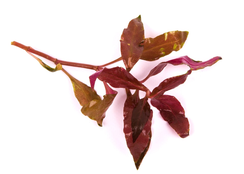 image 1 of Scarlet Temple (Alternanthera cardinalis) - Live Aquarium Plant for Midground Planting, Red Foliage - Fish Tank Plant