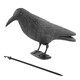 image 1 of KCT Crow Decoy Full Bodied Realistic Hunting Prop and Bird Scarer