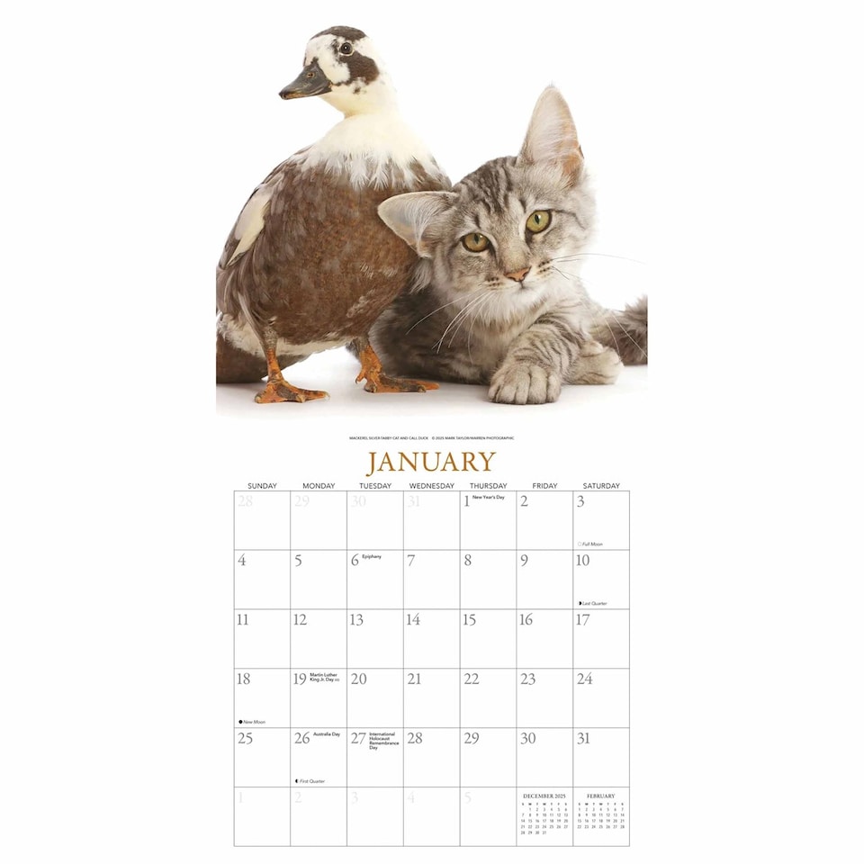 image 1 of Kittens Friends Square Wall Sunday Start