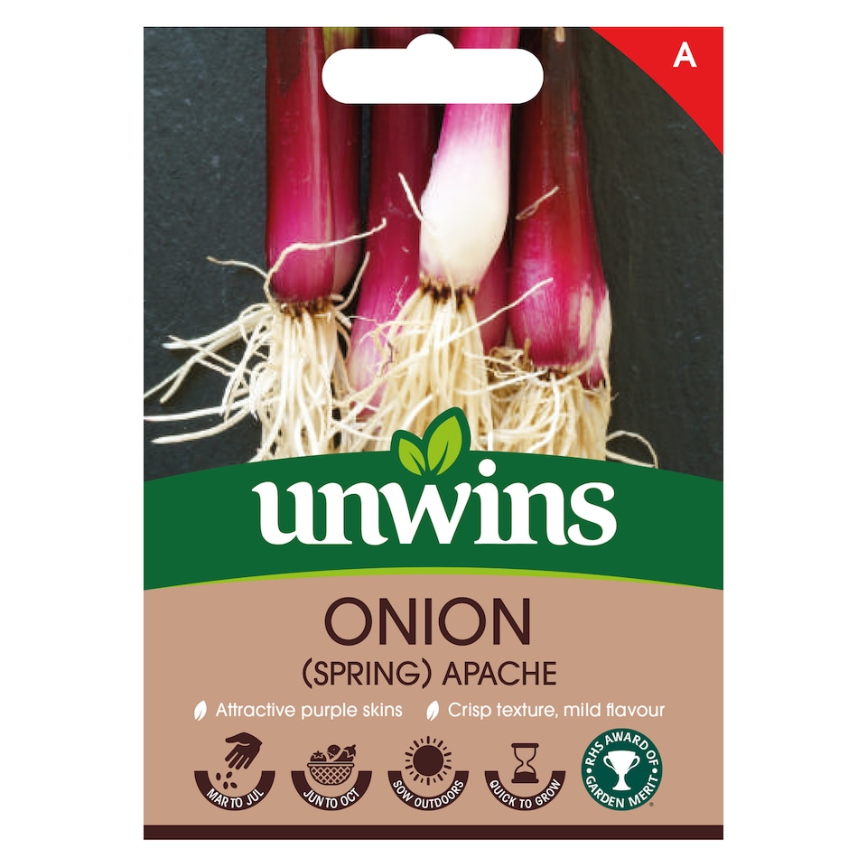 image 1 of Onion (Spring) Apache | Multi | Purple | 300 Seeds | 1