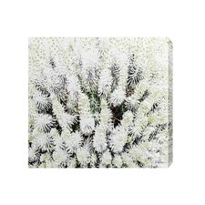 Beautifully White (Canvas Print) 24" x 16"