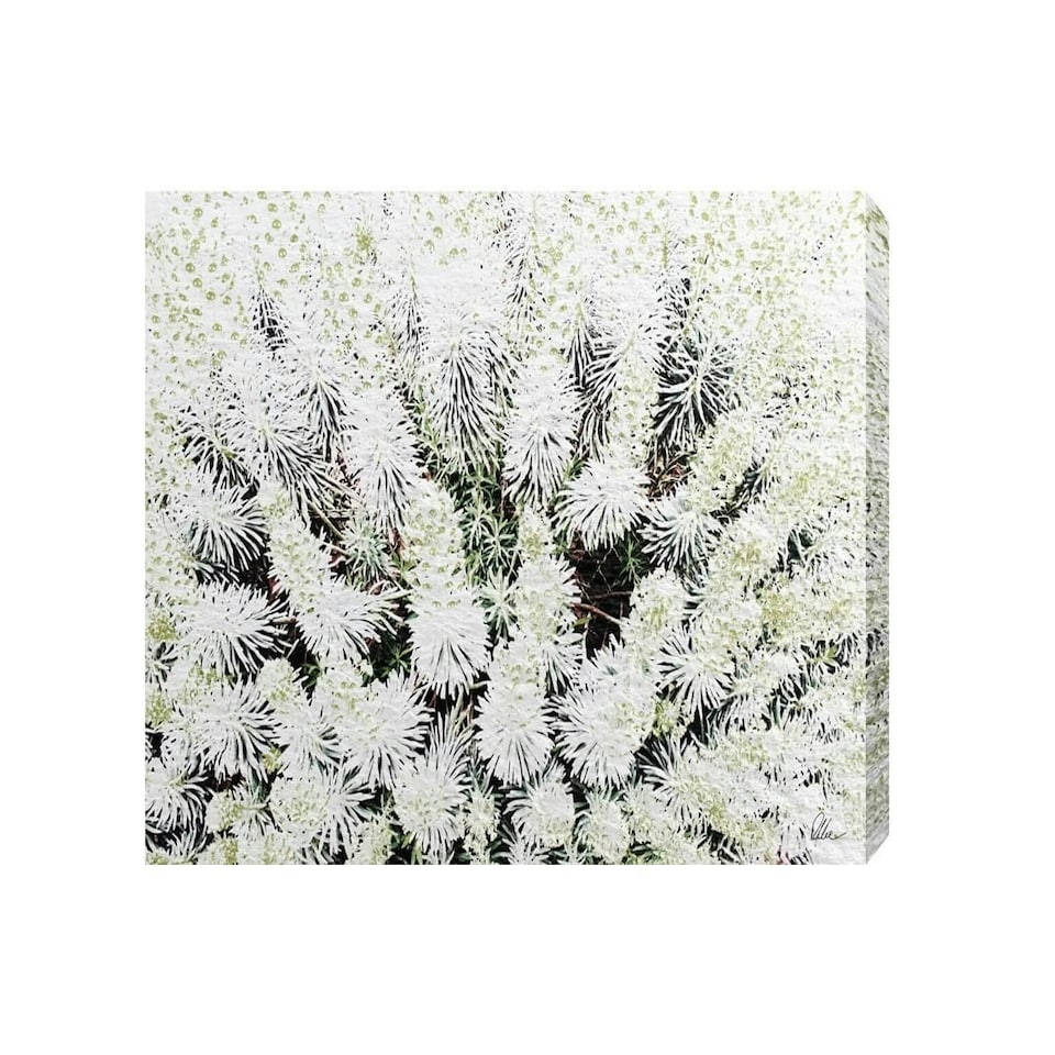 image 1 of Beautifully White (Canvas Print) 24" x 16"