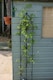 image 3 of Triple Gothic Screen Bare Metal - Ready to Rust - Steel - L2 x W91.4 x H180 cm