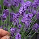 image 6 of Marshalls Garden Lavender Hidcote Blue 9cm Pot | Blue | Blue | 9cm Plants