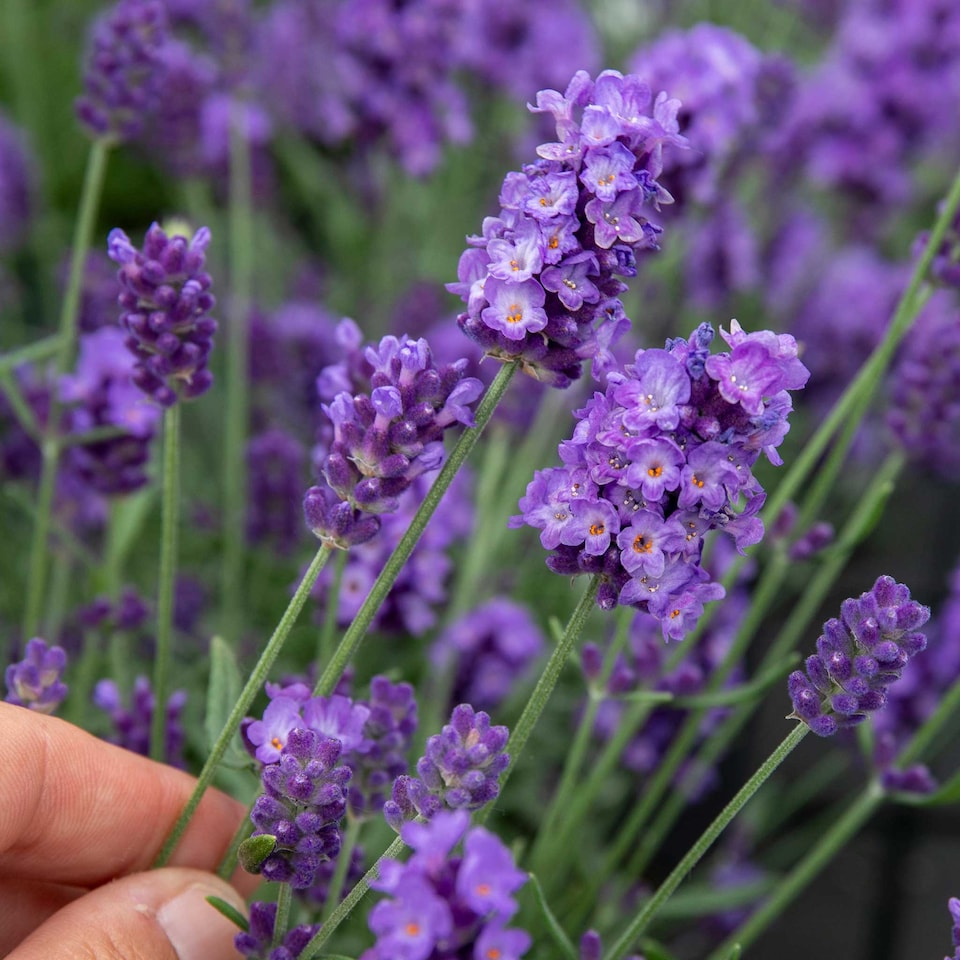 image 1 of Marshalls Garden Lavender Hidcote Blue 9cm Pot | Blue | Blue | 9cm Plants