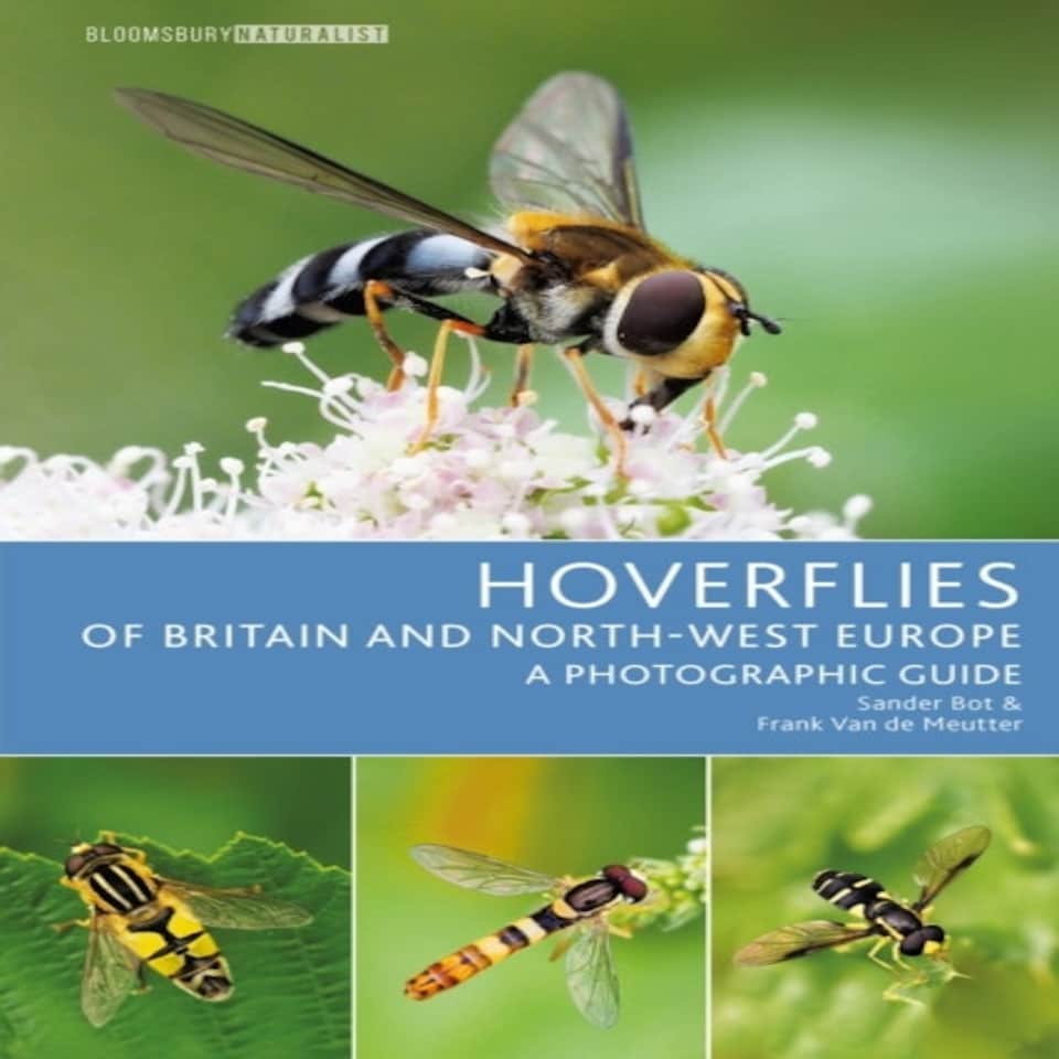 Hoverflies Of Britain & North West Europ