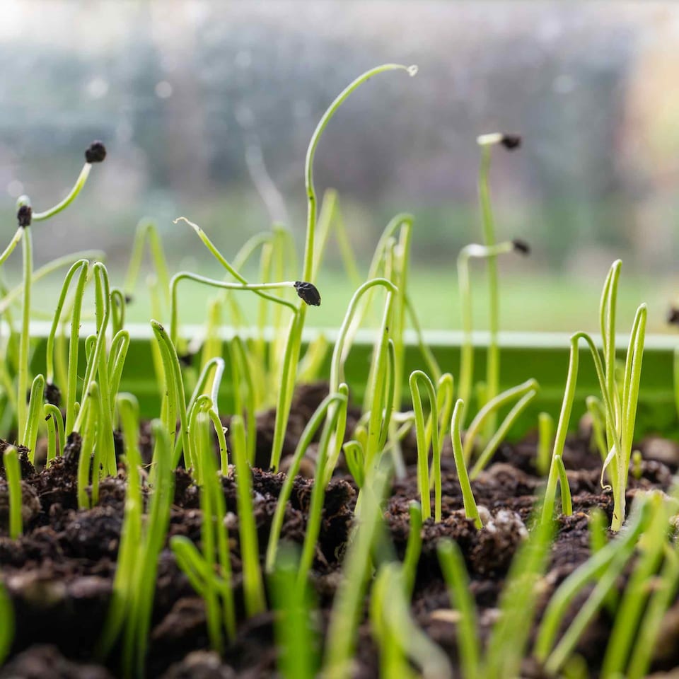 image 1 of Marshalls Garden Leek Seeds 'Batter' F1 40 seeds