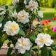 image 1 of Carbeth Plants Camellia Plant Silver Anniversary in 3L Pot - Flowering Evergreen Shrub Hardy Outdoor Garden Ready Bush for Borders, Pots & Hedges
