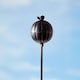 image 2 of Recycled Iron Poppy Seed Head Garden Stake Decoration