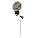 image 3 of 75cm Extra Large Reflex Chrysanthemum - Mushroom