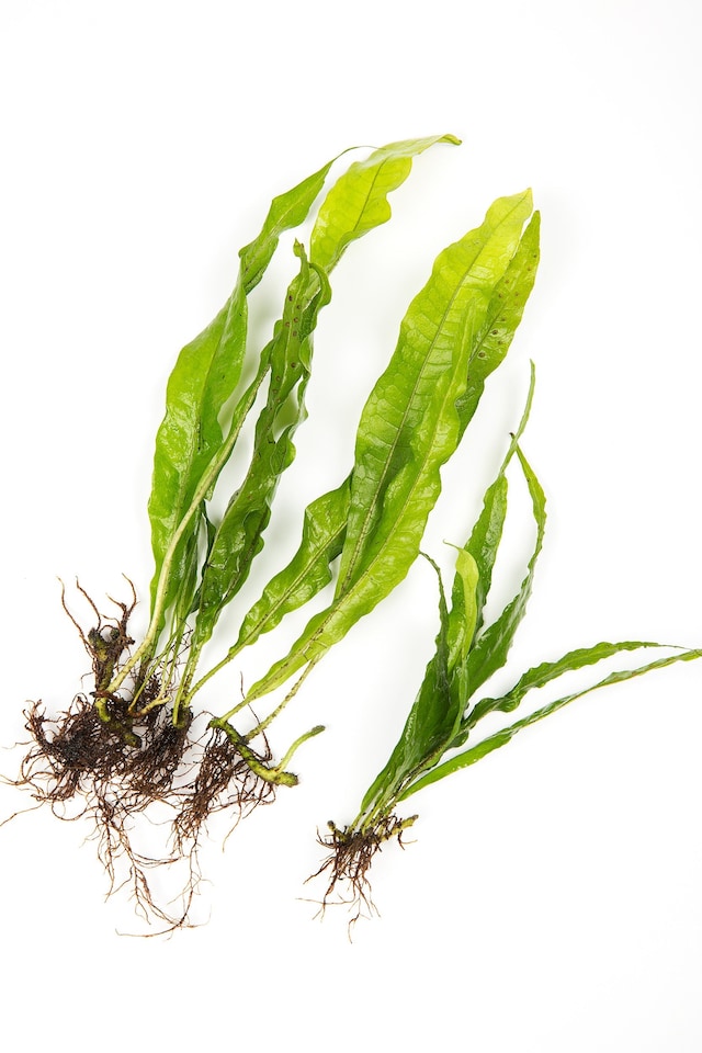 image 1 of Java Fern (Microsorum pteropus) - Live Aquarium Plant for Midground Planting, Low Light, No CO2 Needed - Fish Tank Plant