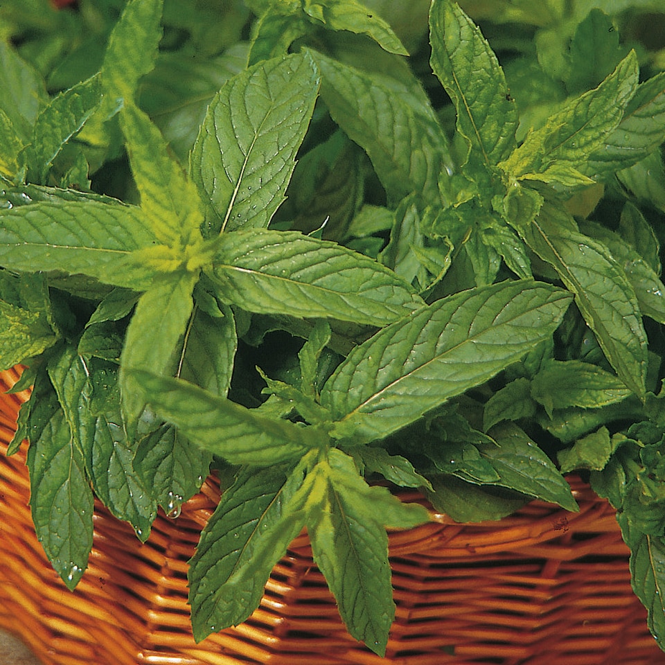 Marshalls Garden Mint 'Moroccan' 3 x 9cm plants