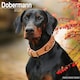 image 1 of Dobermann 2026 Calendar | Square Wall Calendar | Dog Breed Gift | Plastic Free Packaging | by Avonside Publishing