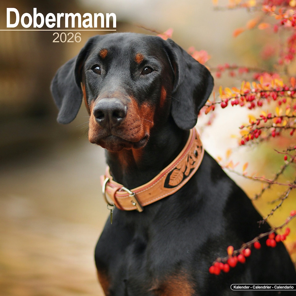 image 1 of Dobermann 2026 Calendar | Square Wall Calendar | Dog Breed Gift | Plastic Free Packaging | by Avonside Publishing