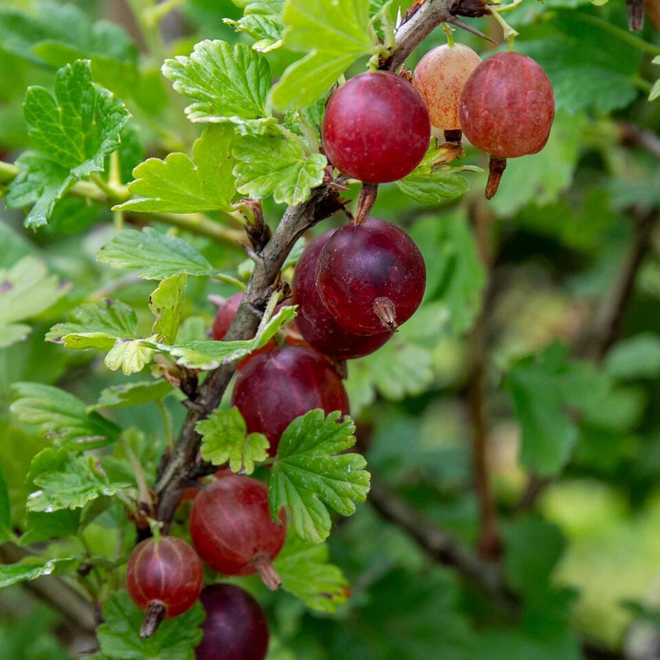 image 1 of Marshalls Garden Gooseberry Hinnonmaki Red - Large Mildew Resistant Dessert Fruit bare root