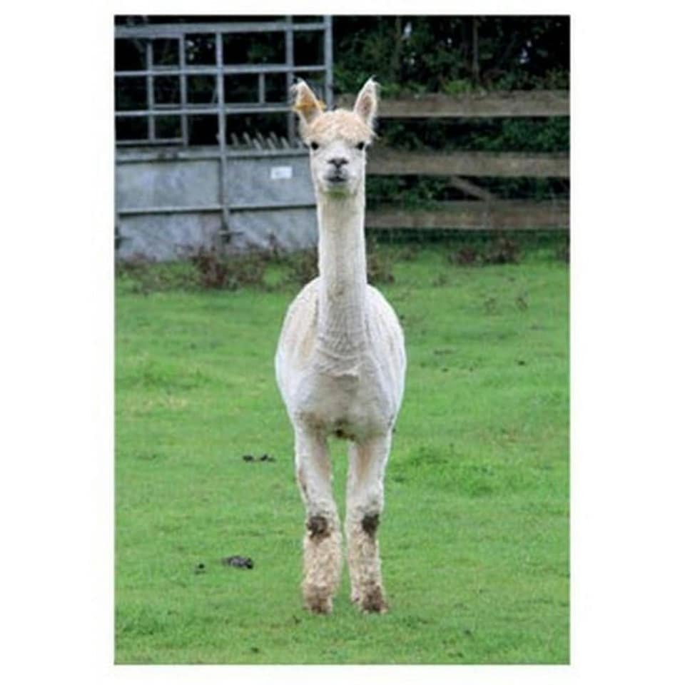Kevin Milner Alpaca Countryside Greetings Card - Multicoloured - One Size