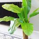 image 5 of Artificial Banana Plant Tropical Tree 120cm
