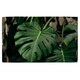 image 1 of Monstera Leaves in home interior Designer Bath Towel | Multi