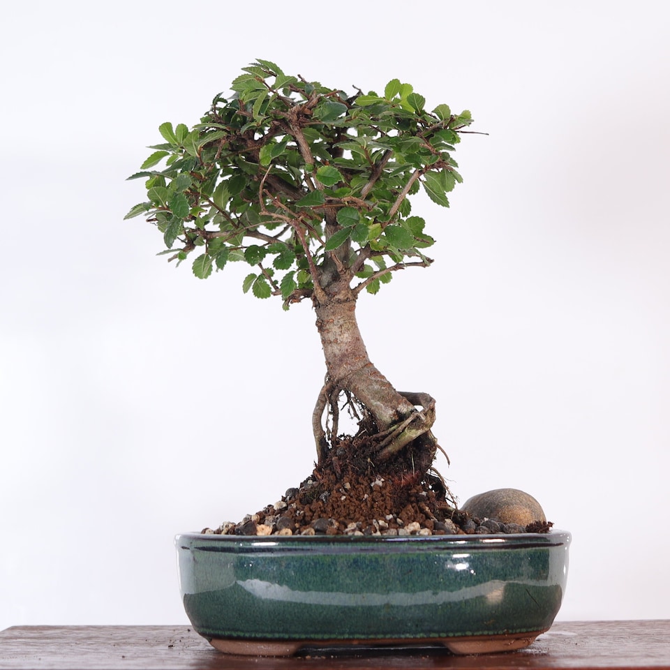 image 1 of Yorkshire Bonsai Chinese Elm (Ulmus Parvifolia) Bonsai Tree Broom In 16cm Pot Great Gift