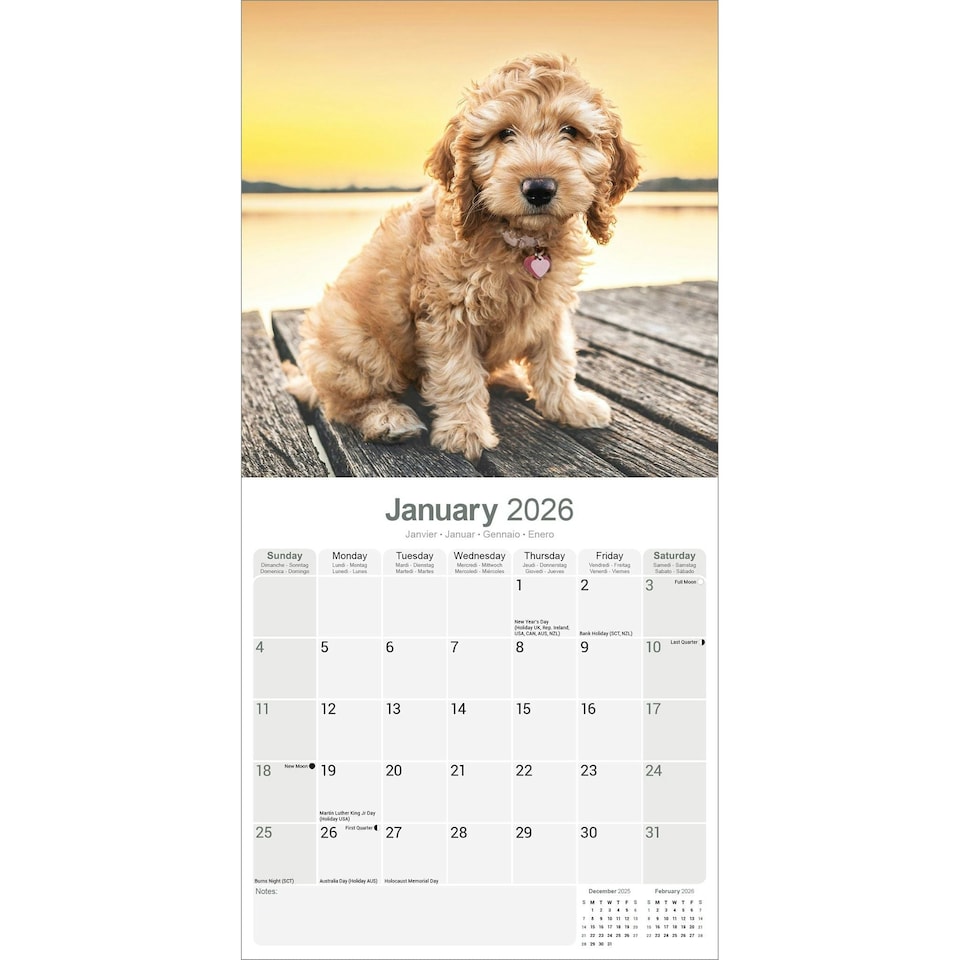 image 1 of Cockapoo 2026 Calendar | Square Wall Calendar | Dog Breed Gift | Plastic Free Packaging | by Avonside Publishing
