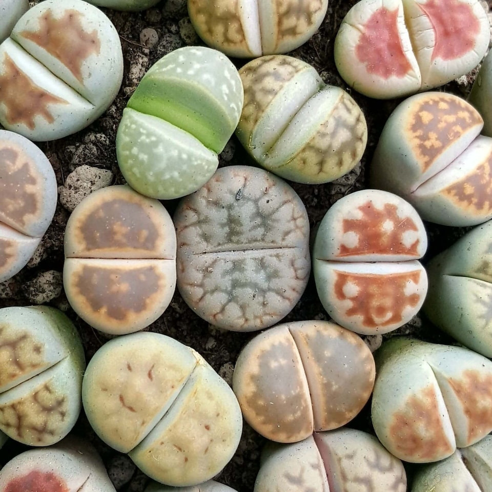 image 1 of 1 x Lithops Living Stone Mixed Succulent Plants in 9cm Pot - Indoor Pebble Plants