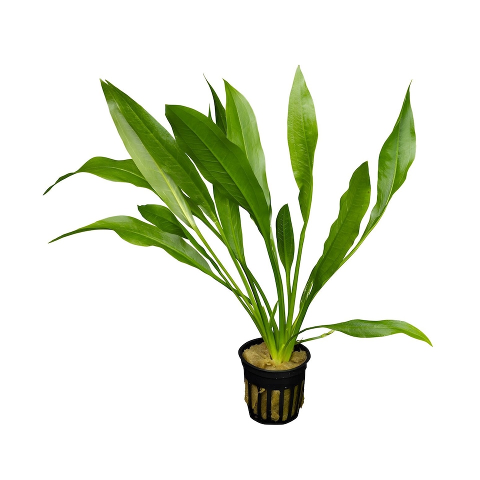 Amazon Sword (Echinodorus parviflorus 'Tropica') - Live Aquarium Plant ...