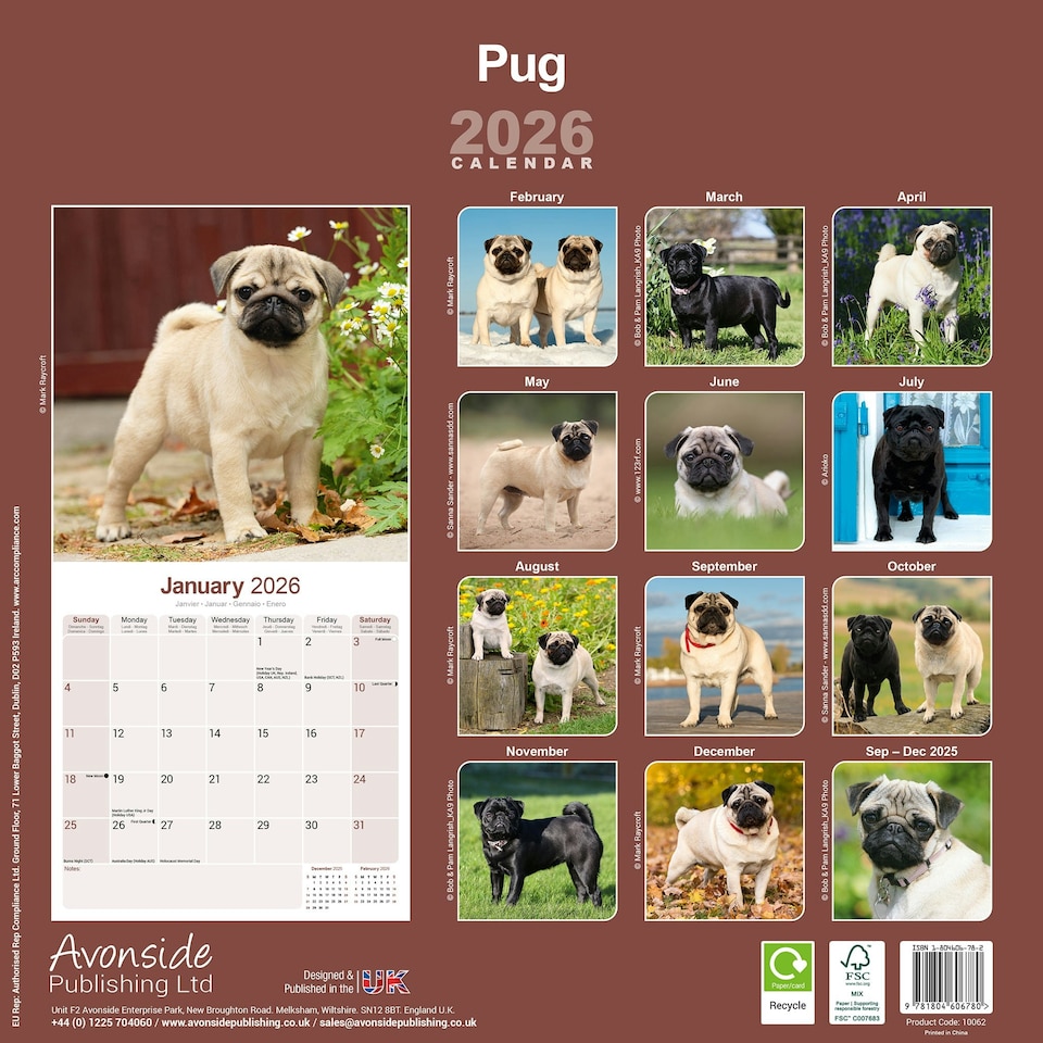 image 1 of Pug 2026 Calendar | Square Wall Calendar | Dog Breed Gift | Plastic Free Packaging | by Avonside Publishing
