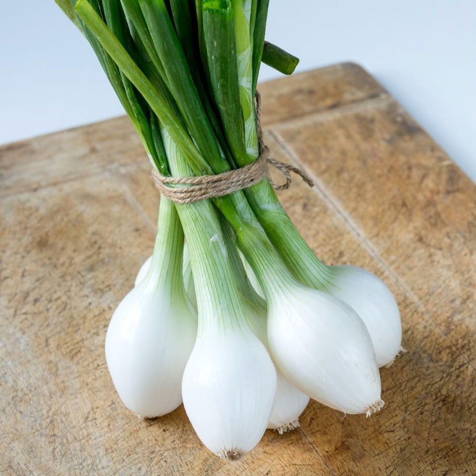 image 1 of Spring Onion White Star Seeds - Crisp Flavor Golf Ball Size Bulbs Easy to Grow Reliable Crop 1x Packet