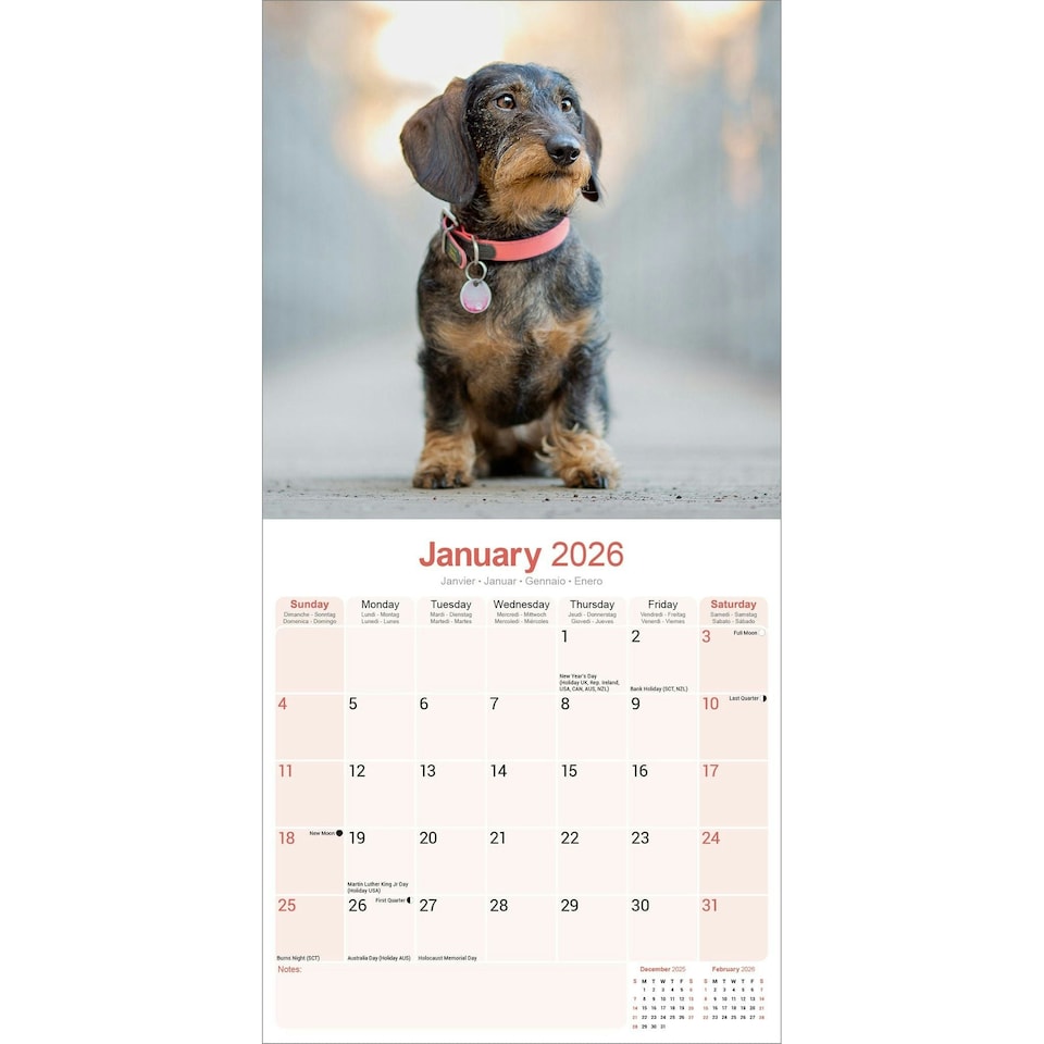 image 1 of Wire Haired Dachshund 2026 Calendar | Square Wall Calendar | Dog Breed Gift | Plastic Free Packaging | by Avonside Publishing